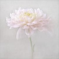 Chrysanthemum Impression by Adele Gibson