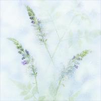Ice Flowers by Adele Gibson