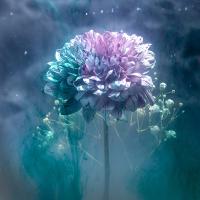 Submerged by Sue Hood